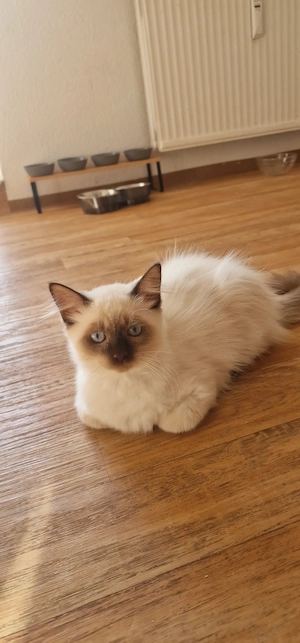 Baby katze jung 3 Monate alt 