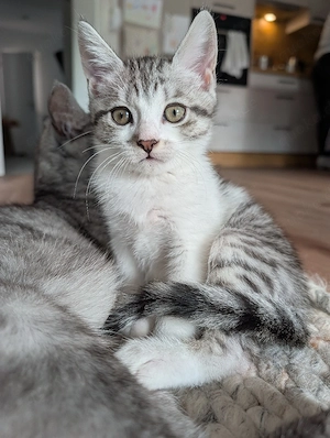 BKH-Mix-Kitten