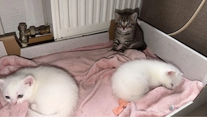 bkh baby katzen 