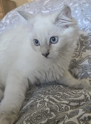 Kitten Türkisch Angora Ragdoll Mix
