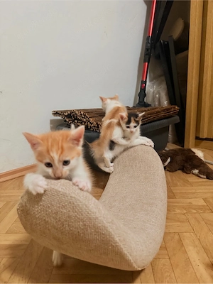baby katze