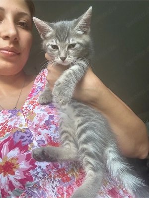 katze zu verschenken 