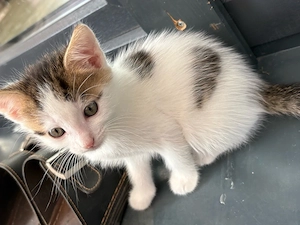 Katzenbaby