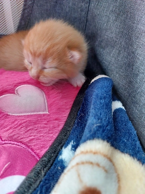 Süsse katzenbabys abzugeben 