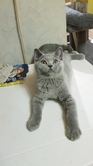 BKH Britisch Kurzhaar Kitten 