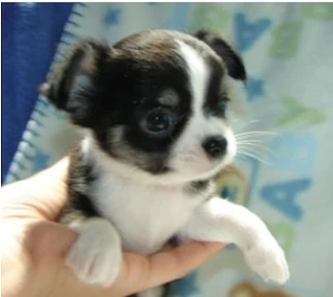 Kleine Chihuahua Hündin (12 Wochen) dringend abzugeben