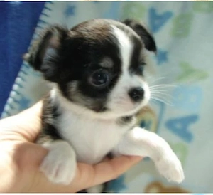 Chihuahua Welpe 12 Wochen alt   sucht sofort ein neues Zuhause