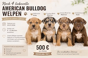 american bully welpen 