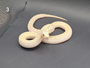 Bullennatter Pituophis Catenifer Sayi 
