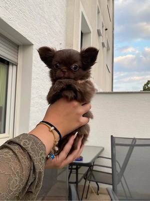 typvoller Chihuahua Welpe