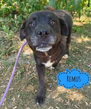 Remus, lieber und bildhübscher Labrador Mix Rüde, wartet seit JAHREN auf ein Zuhause