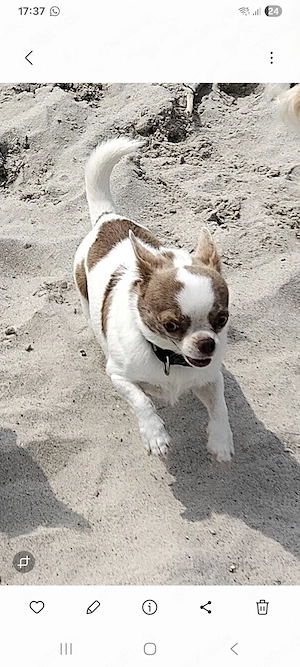 Chihuahuahündin 5 Jahre