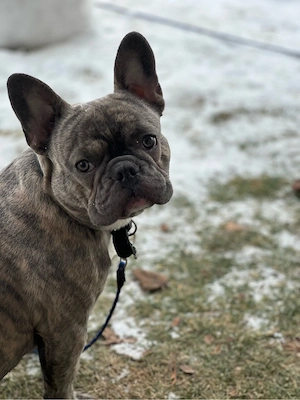 Deckrüde Französische Bulldogge