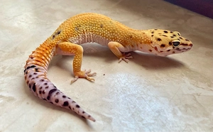 0.1 Clown het. Raptor Leopardgecko