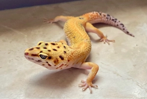 1.1 Clown het. Raptor Leopardgeckos