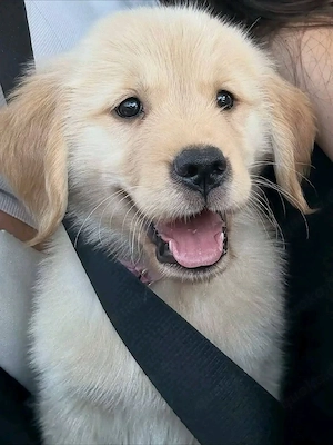 Golden Retriever Welpen