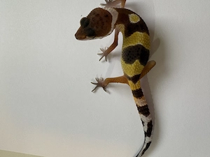 Leopadrdgeckobabys (Eupleparis macularius)