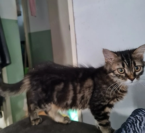 perser mix Mädchen sucht noch ein liebevolles Zuhause 