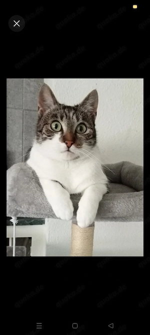 Katze sucht Freigang, Rheine 