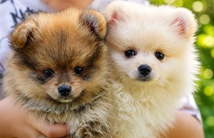 Zwergspitz Pomeranian Welpen