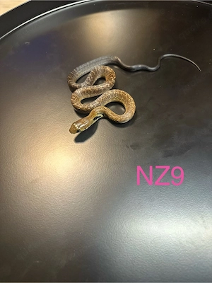 0.4 indigonatter Drymarchon melanurus melanurus 26 Bild 3