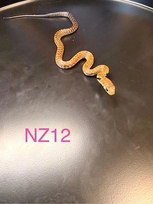 0.4 Drymarchon melanurus melanurus 26