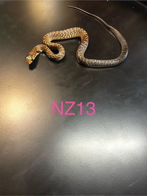 0.4 indigonatter Drymarchon melanurus melanurus 26 Bild 4