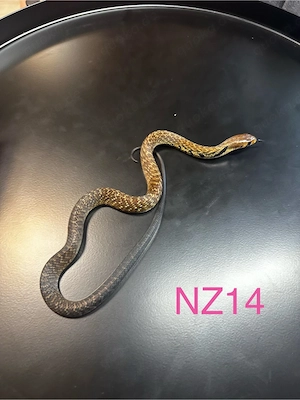 0.4 indigonatter Drymarchon melanurus melanurus 26 Bild 2