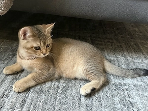 Britisch Kurzhaar Kitten (BKH) - nur noch ein Kater