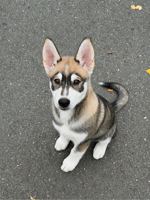 Husky mix Welpe Weibchen