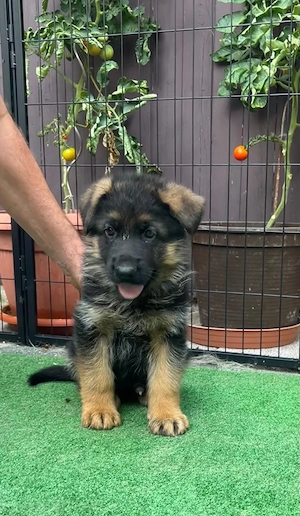 Reinrassige Deutsche Schäferhundwelpen abzugeben!