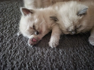 BKH Seal Point Kitten 