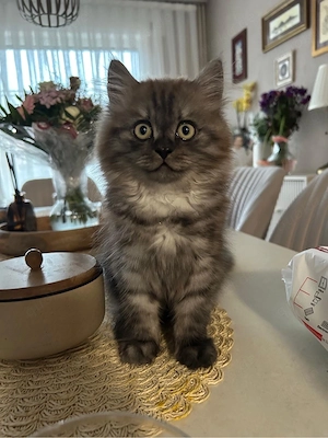 Baby Katze zu verkaufen 