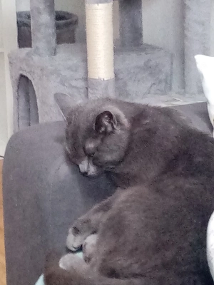 Katzen Dame Fee