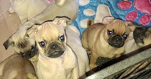 Retro Mops Welpen suchen ihre Familie 