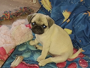 Retro Mops Welpen suchen ihre Familie 