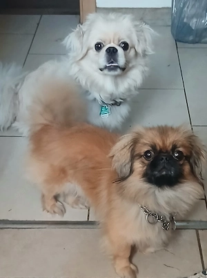 2 Pekinese Deckrüden