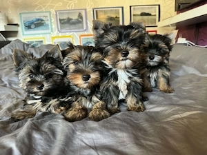 Yorkshire Terrier Welpen Rüde Mädchen Männchen Hündin Yorkie Jorki, Biewer-Chocolate