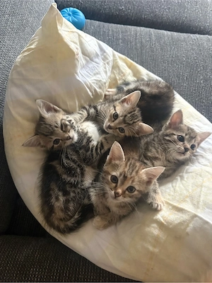 4 süße Katzenmädchen suchen ein liebevolles Zuhause! 