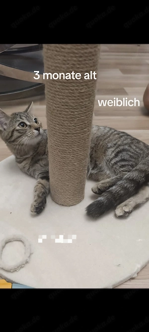 4x wunderschönes Katzen 2 männlich 2 weiblich  