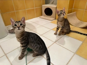 Leyla & Lulu Verspieltes Dreamteam sucht spannende Familie 