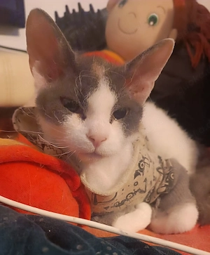 BKH Sphinx  Mix mit Sphinx 