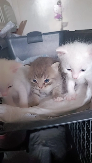 BKH Sphinx  Mix mit Sphinx 