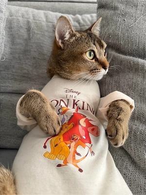kater abzugeben