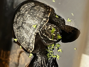 2 Wasserschildkröten   moschusschildkröten abzugeben