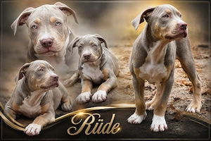 American Bully welpen