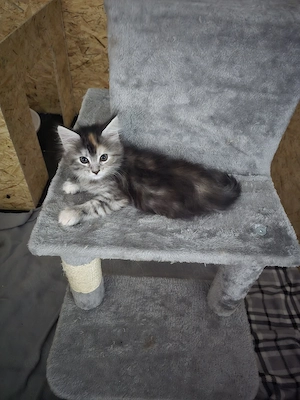    Maine-Coon-Kitten suchen liebevolles Zuhause   