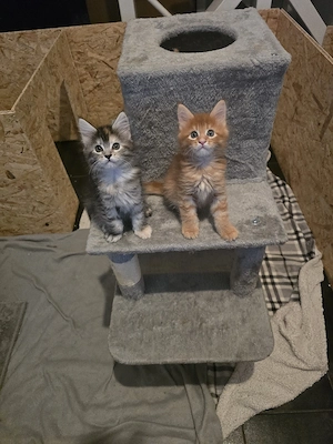    Maine-Coon-Kitten XL suchen liebevolles Zuhause   