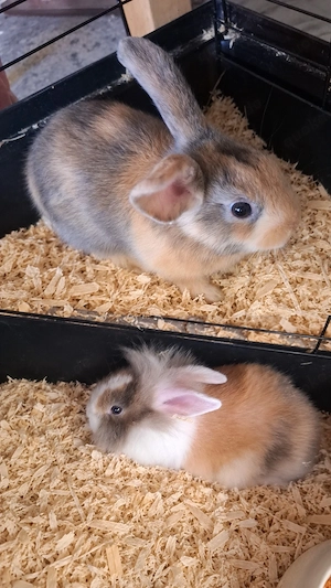 baby kaninchen