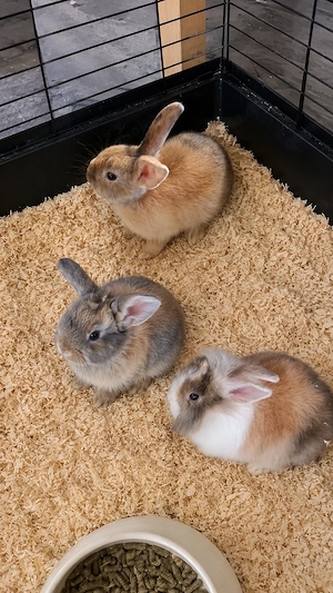baby kaninchen Bild 2